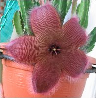 Stapelia  8